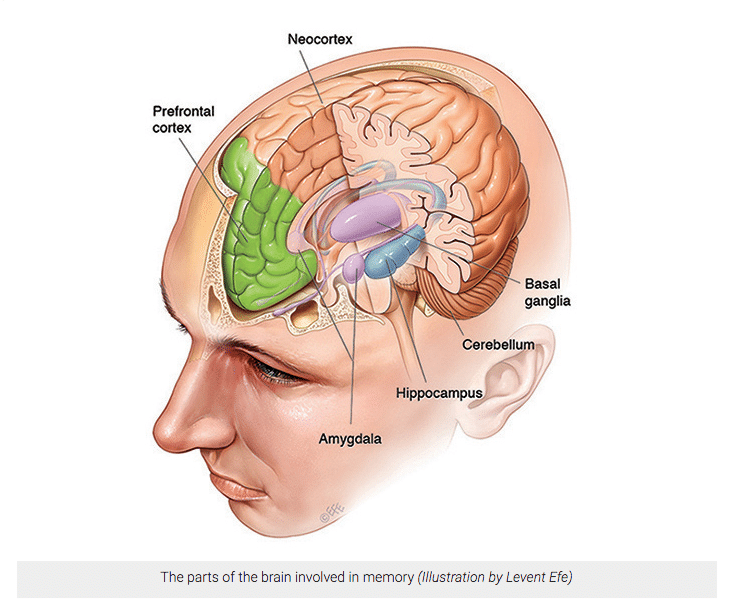 imagem representando o estudo do hipocampo