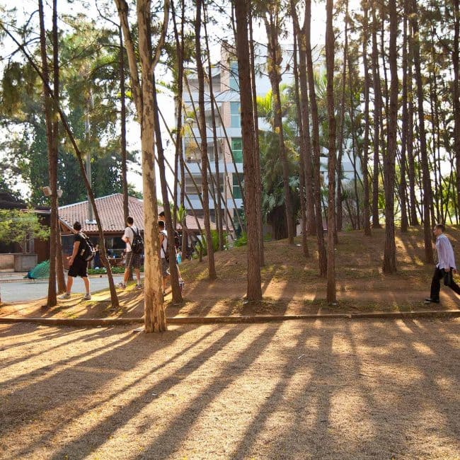 Pessoas caminhando em um parque com árvores altas e sombras longas, criando um ambiente tranquilo e natural.