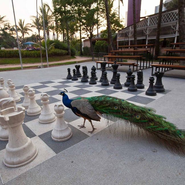 Um pavão colorido caminhando sobre um tabuleiro de xadrez gigante em um ambiente ao ar livre com árvores ao fundo.